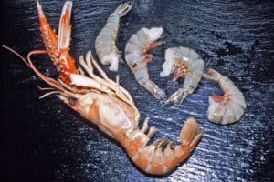 Uitleg verschil gamba en scampi