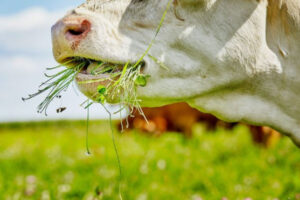 Gras vs Graan gevoerd: wat is beter?